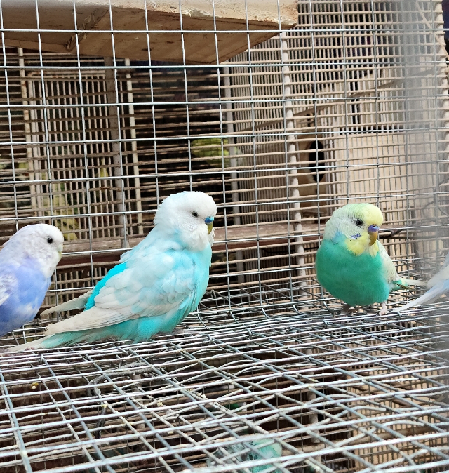 Periquitos Ariscos 