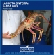 LAGOSTA - INTEIRA (CAIXA COM 20 KILOS)