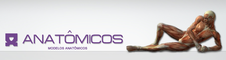 Anatmicos - Simuladores Avanados, Modelos Anatmicos, Equipamentos e  Material Hospitalar.