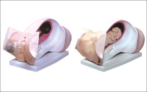 Simulador de Parto Clssico