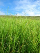 Sementes de Capim Quicuio      