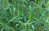 TIFTON 85 