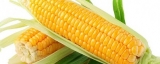 SEMENTES HIBRIDAS DE MILHO PARA MILHO VERDE  