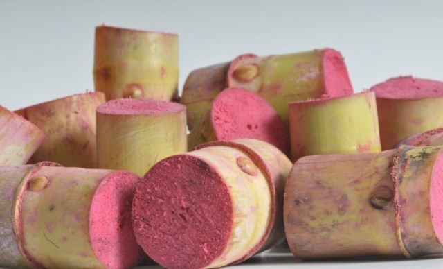 MUDAS DE CANA DE ACAR CLONADAS ( 250 UNIDADES)?cache=