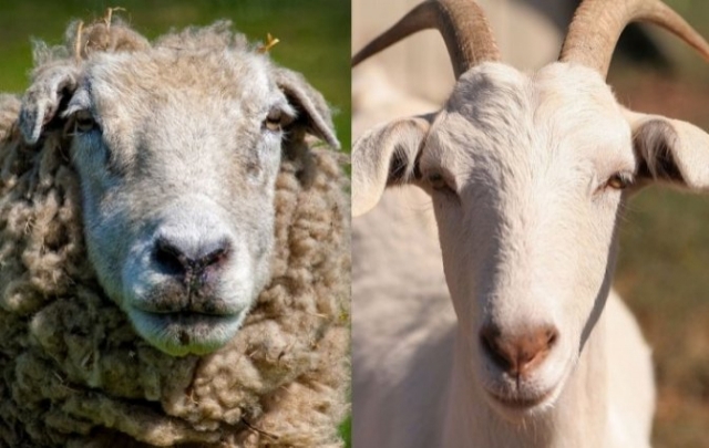 Ncleo Mineral e Hormonal para Caprinos e ovinos?cache=