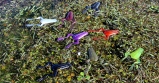 X-Frog Monster3X TOP WATER - Forest