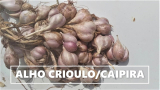 SEMENTES DE ALHO CAIPIRA 